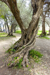 Villa Adriana, Tivoli, Latium, Italien, UNESCO Weltkulturerbe