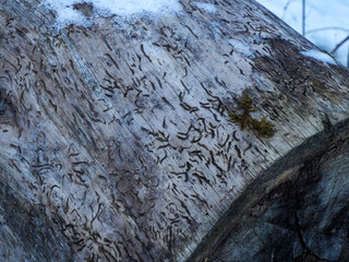 Close-up of Birch Tree Bark with Intricate Pattern and Texture in Winter Snow