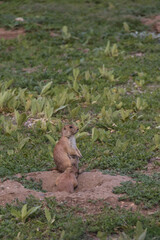 Prairie dog standing on hind legs