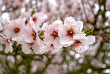 Obraz premium A close-up shot of almond blossoms on a branch, featuring delicate white and pink petals with red centers. The background is softly blurred, highlighting the flowers.