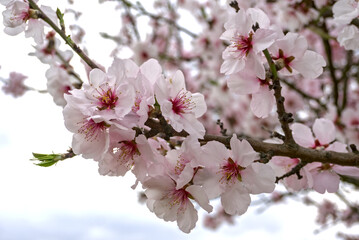 Obraz premium A close-up shot of almond blossoms on a branch, featuring delicate white and pink petals with red centers. The background is softly blurred, highlighting the flowers.