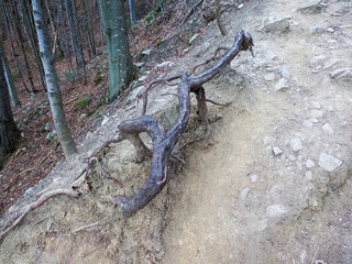 Close-up of Exposed Tree Roots Crossing Rocky Hiking Trail on Steep Forest Mountainside