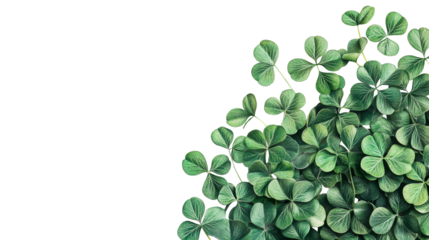 Shamrock green leaves with black background, symbol of Ireland, cut out transparent