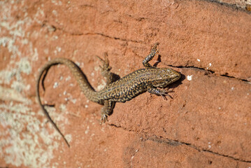 A small, brown lizard with speckled markings rests on a textured, reddish-brown surface, possibly a rock or brick. Its slender body and long tail are clearly visible.