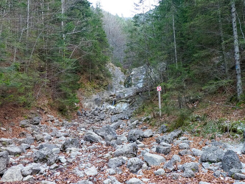 Rocky Mountain Stream Flowing Through Dense Forest with Fallen Autumn Leaves and Boulders