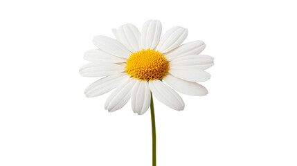 Daisy flower with yellow center and white petals, cut out transparent