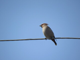 bird on a branch