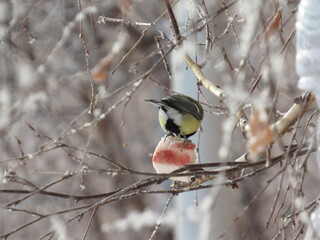 great tit parus major