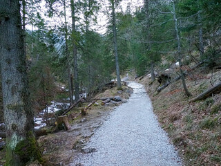 Peaceful Forest Path Winding Through Pine Trees with Sunlight Filtering Through