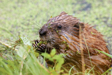 muskrat sits in pond and eats plant, close-up