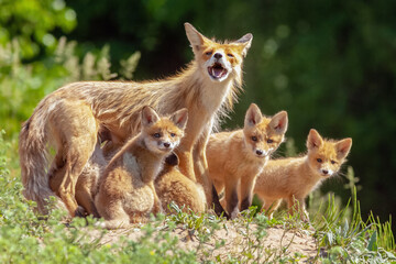 fox with brood of small foxes in clearing on sunny day