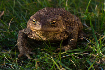 A close-up of a toad sitting in thick green grass. The texture of the toad's skin, its eyes, and its general appearance are visible. The toad is brown with dark spots.