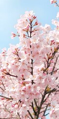 Blossom Beauty: A close-up of a vibrant cherry blossom tree, bursting with delicate pink blooms against a clear, bright blue sky.