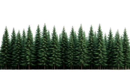 Evergreen coniferous forest with green trees, cut out transparent