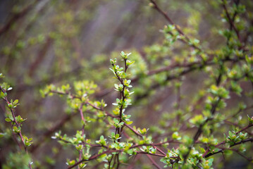A detailed view of a shrub branch adorned with vibrant green leaves, set against a blurred backdrop to enhance its focus. Highlights nature's vitality and the serene beauty of plant life.