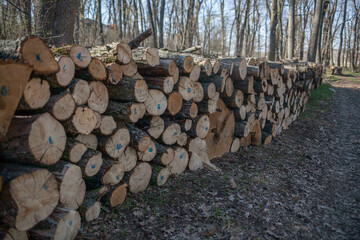 Pile of tree logs prepared for firewood in the forest