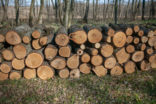 Pile of tree logs prepared for firewood in the forest - Powered by Adobe