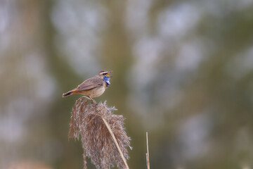 Bluethroat lives in the reeds