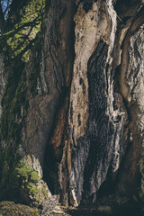 Damaged bark of a tree close up. Tree trunk with hollow. Tree bark texture background