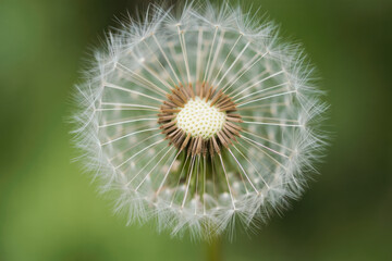 Fototapeta premium Close-up of fragile dandelion seed head in bloom against a soft green background