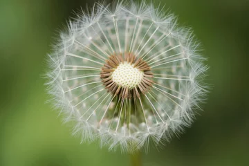 Fototapete Close-up of fragile dandelion seed head in bloom against a soft green background © romanets_v