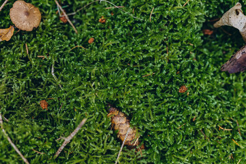 Lush green forest moss with scattered pine cones, creating a natural woodland background. Perfect for eco-themed designs