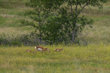 Pronghorn in the meadow