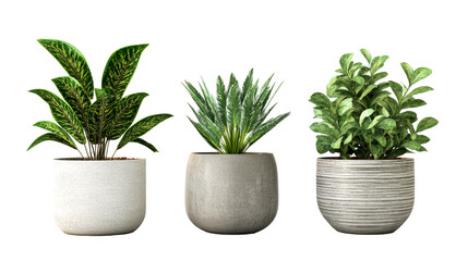 Three decorative houseplants in pots, interior decoration, cut out transparent