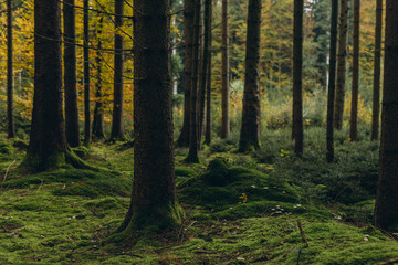 Fototapeta premium Forest background. Dark forrest nature view,Magic green mossy sunny forest with conifer trees. 