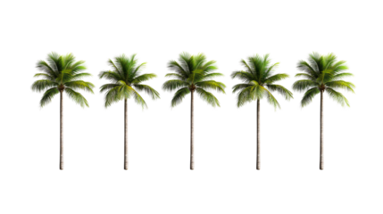 Row of palm trees in black background, lush leaves, tropical, cut out transparent