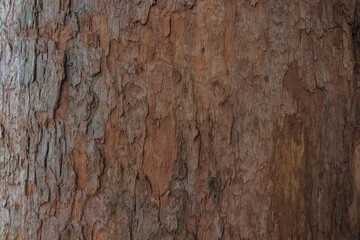 wood texture in high contrast and good resolution	
