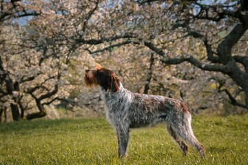 Beautiful exhibition pose of a hunting dog in nature 