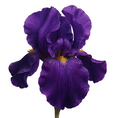 Deep purple iris flower in full bloom with delicate ruffled petals and yellow center detail isolated on transparent background
