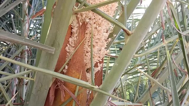 Honey Bee collect nectar from date palm flowers or honey Bee on Phoenix dactylifera L flowers 