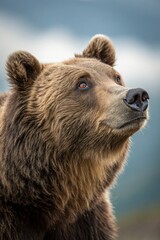 Fototapeta premium Grizzly Bear Gazes at Distant Mountains in Natural Habitat Generative AI