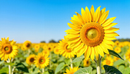 Vibrant sunflower head under clear blue sky, summer beauty