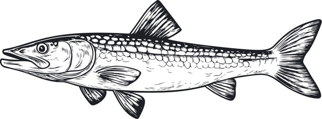 Fototapeta premium Detailed illustration of a fish in black