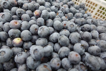 Freshly picked blueberries filling a basket: a close-up of ripe berries