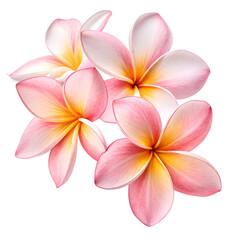 Fototapeta premium Frangipani flower isolated on white