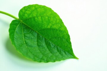 Green leaf with soft texture on white background, botany, foliage, garden