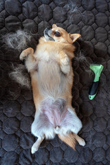 A small red shedding Chihuahua dog lies on its back on a dark blanket next to tufts of wool and an...