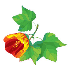 Stem of outline Abutilon or Indian mallow orange flower and green leaf isolated on white background. 