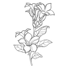 Branch of outline tropical Allamanda or golden trumpet flower, bud and leaf in black isolated on white background. 