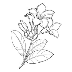 Bunch of outline tropical Allamanda or golden trumpet flower, bud and leaf in black isolated on white background. 