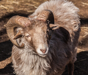 Ouessant sheep - a small domestic ram with curly wool and large horns on a village farm