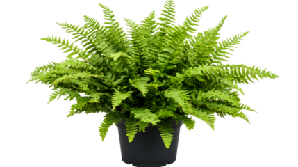 Lush Green Boston Fern Plant in a Black Pot, cut out transparent