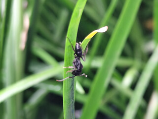 Rainieria antennae are a species of stiff-legged fly in the family Micropezidae, resting on fresh green leaves.	
