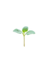 Isolated Small Plant Sprout