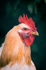 portrait of a rooster,Rooster head with red crest and orange feathers 
