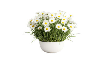 Daisies bloom in white pot on black background, cut out transparent